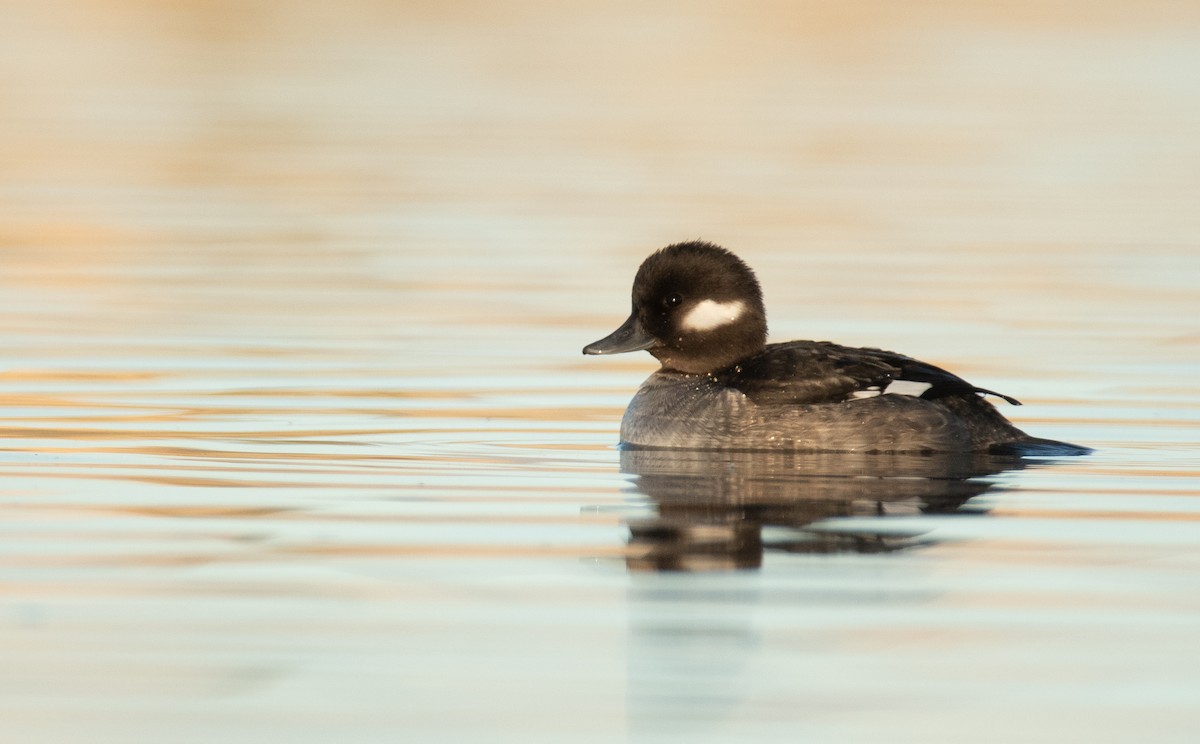 Bufflehead - ML397699071