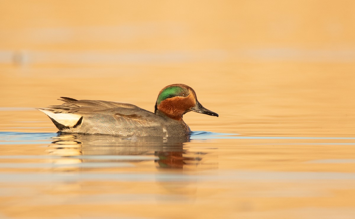 Green-winged Teal - ML397699101