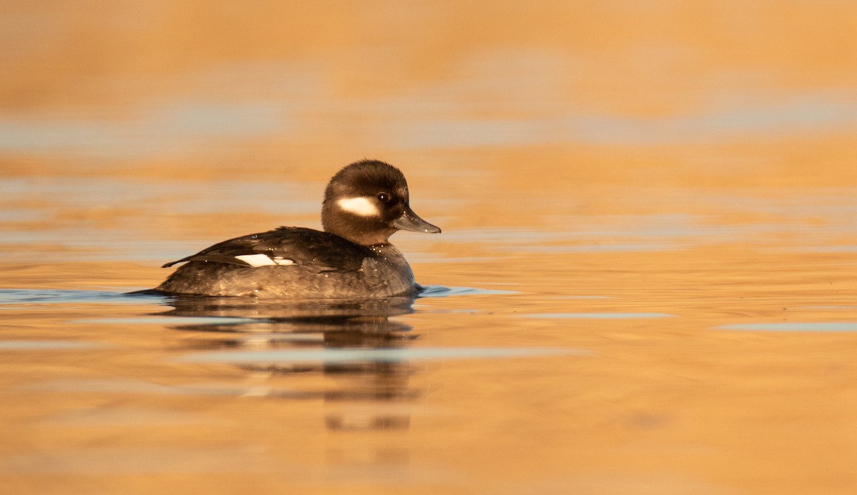 Bufflehead - ML397699111