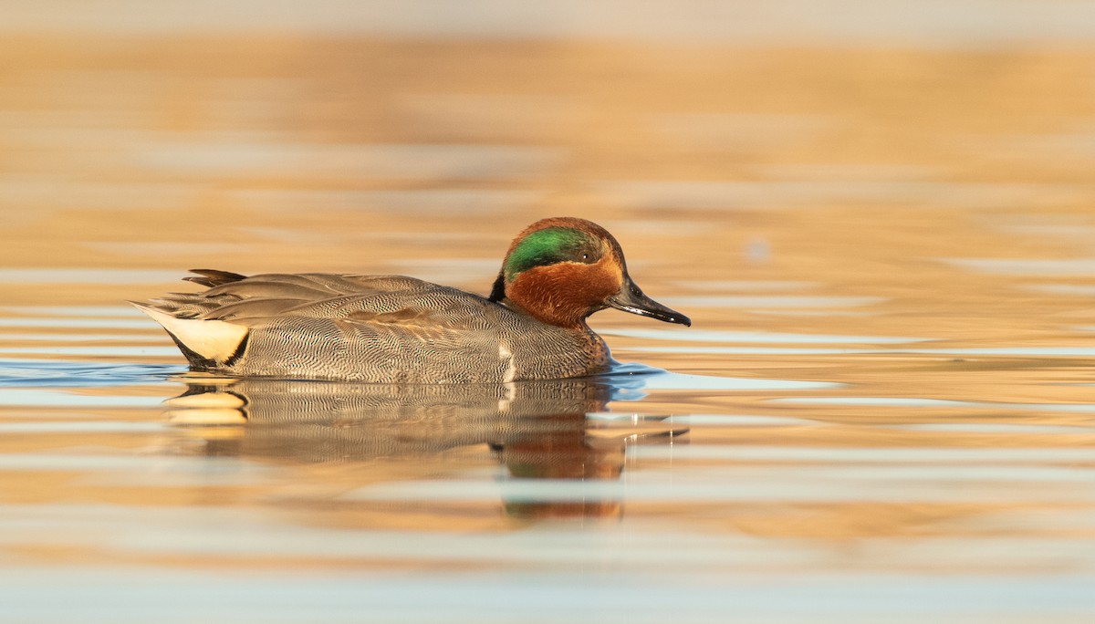 Green-winged Teal - ML397699121