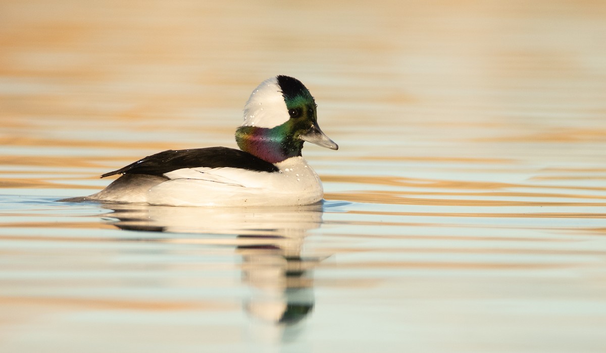 Bufflehead - ML397699131