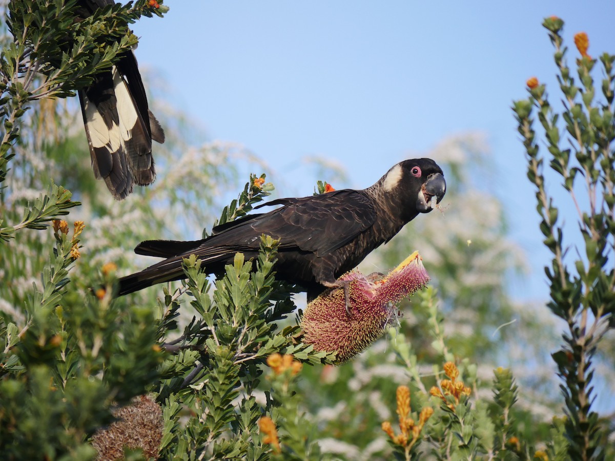 Carnaby's Black-Cockatoo - ML39770001