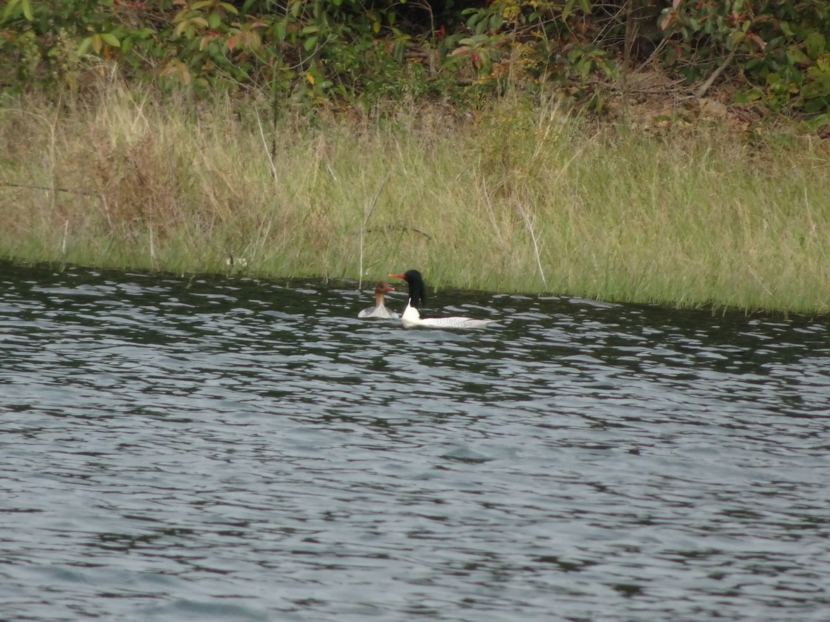 Scaly-sided Merganser - ML397702891