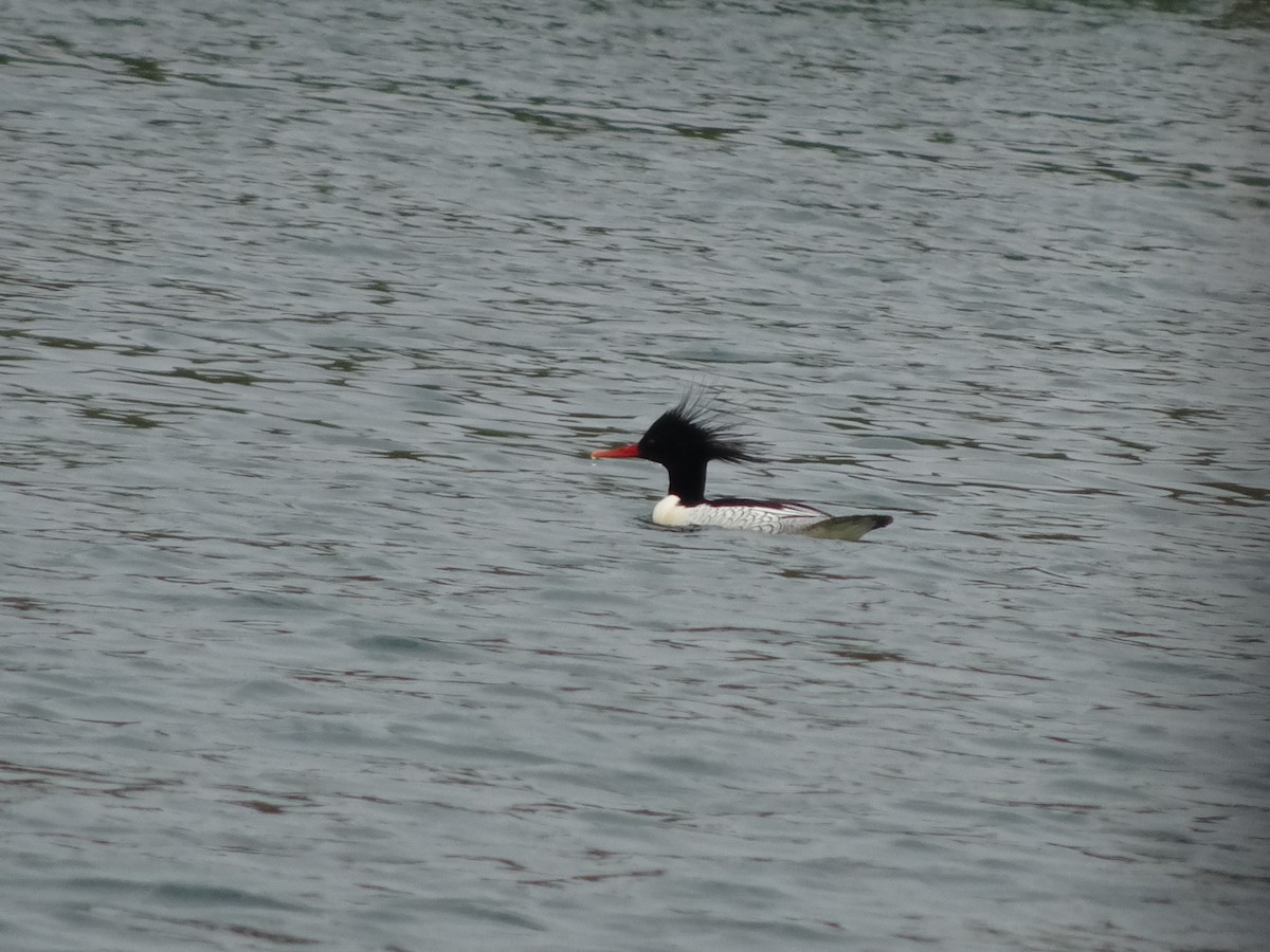 Scaly-sided Merganser - ML397702981