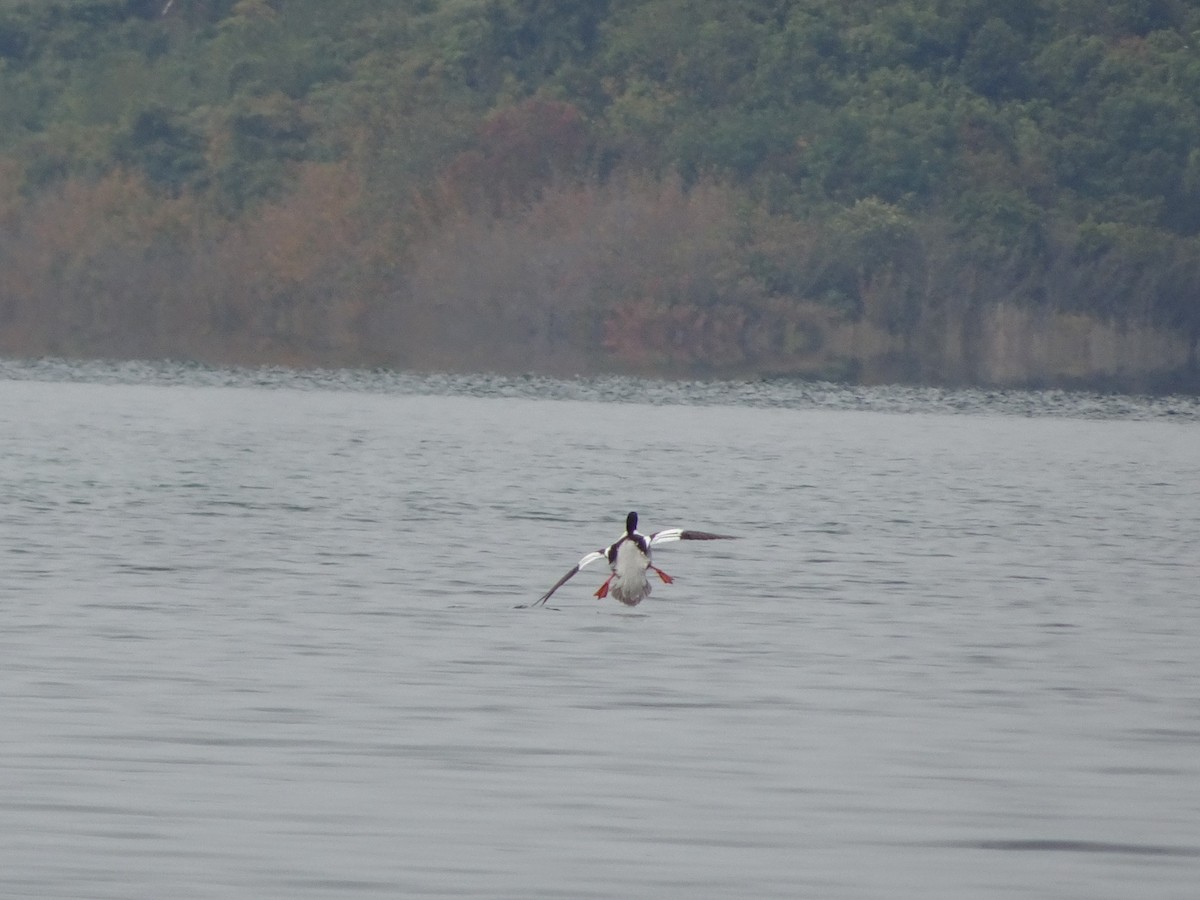 Scaly-sided Merganser - ML397703671