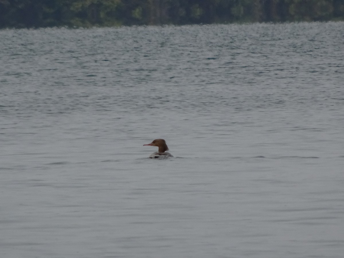 Common Merganser (Eurasian) - ML397703761