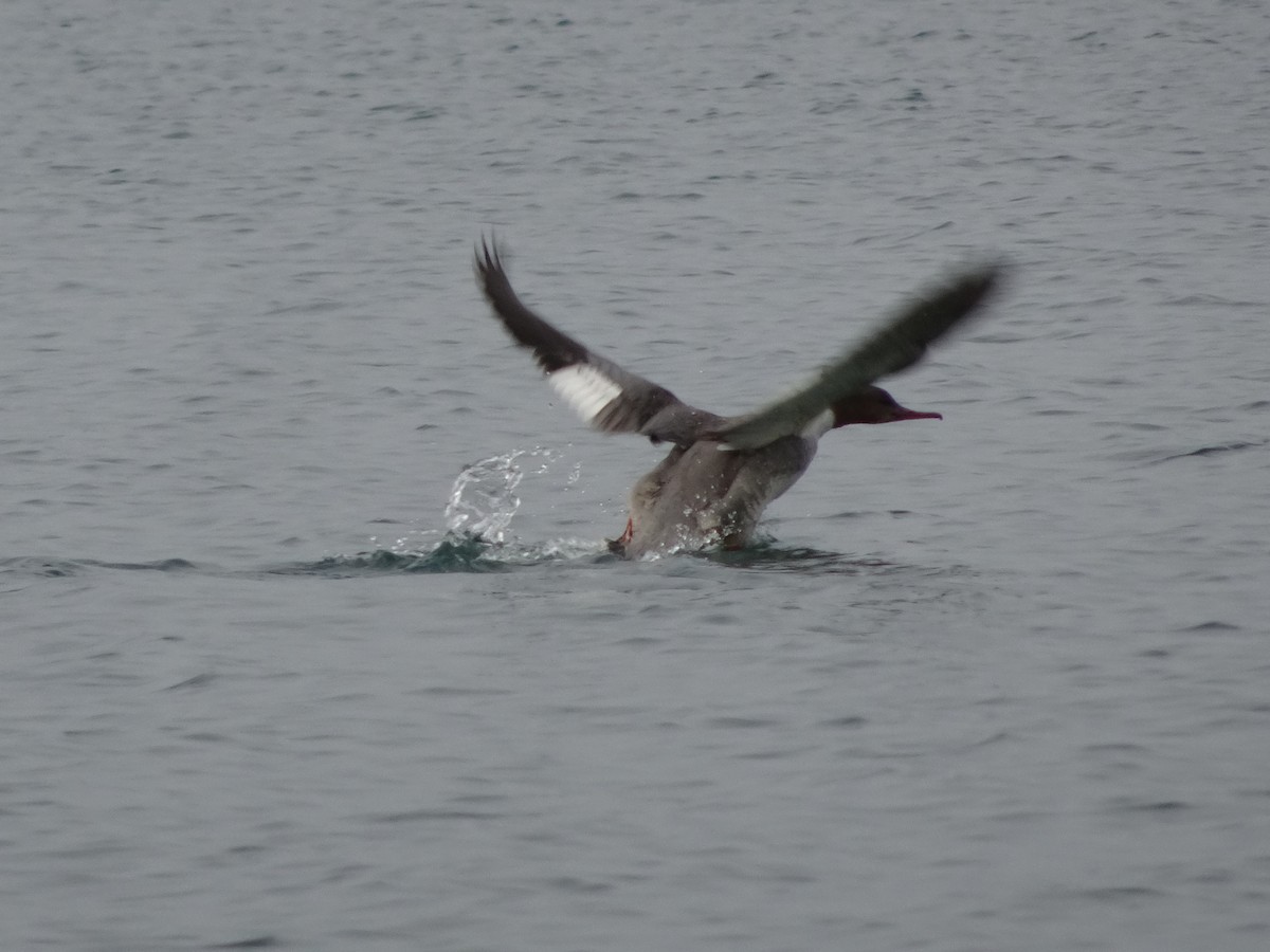 Common Merganser (Eurasian) - ML397703801