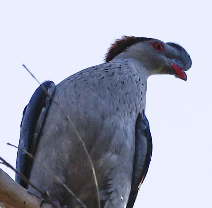 Topknot Pigeon - ML397704181