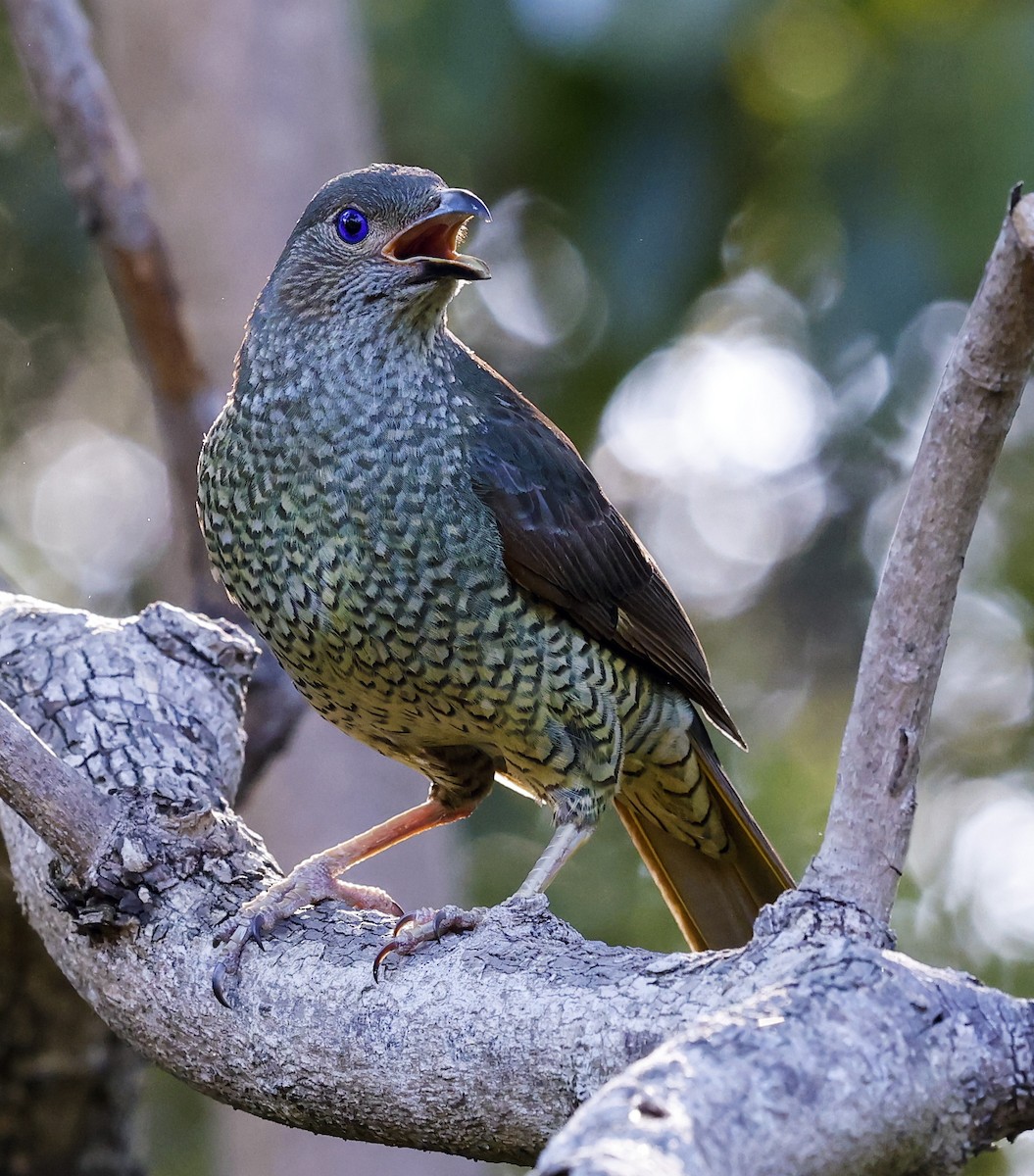 Satin Bowerbird - ML397704251
