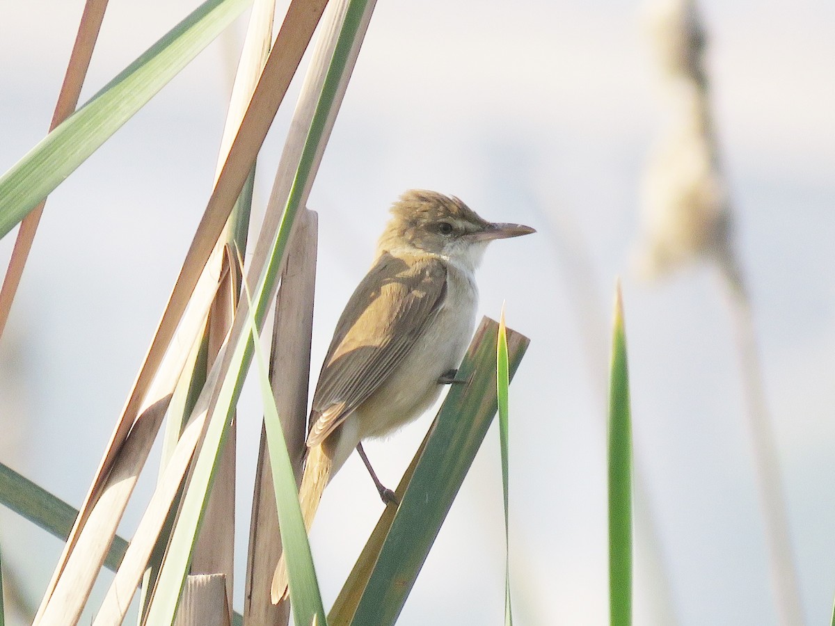 Clamorous Reed Warbler - ML39770551