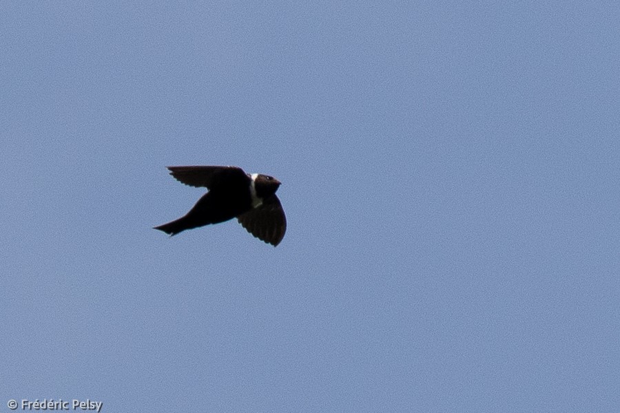 White-collared Swift - Frédéric PELSY