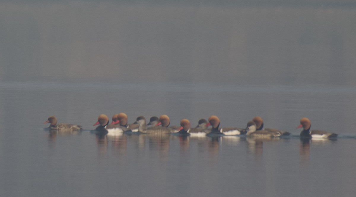 Red-crested Pochard - ML397706401