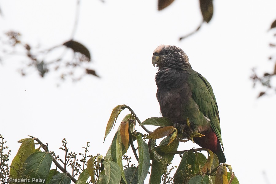 Speckle-faced Parrot - ML397707161