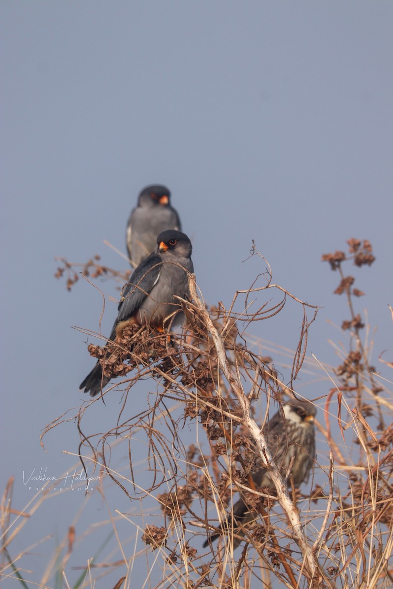 Amur Falcon - ML397707901