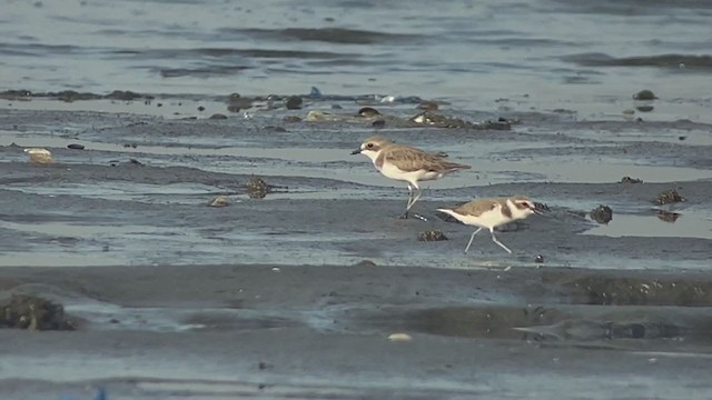 Siberian Sand-Plover - ML397709051