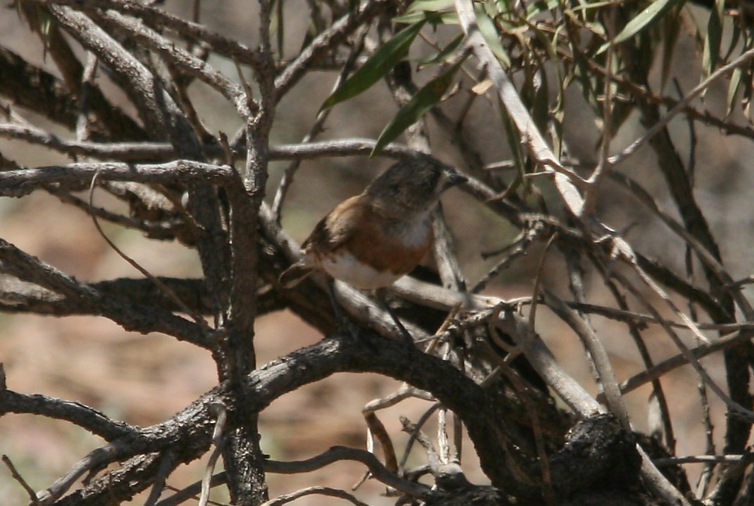 Chestnut-breasted Whiteface - ML397709501