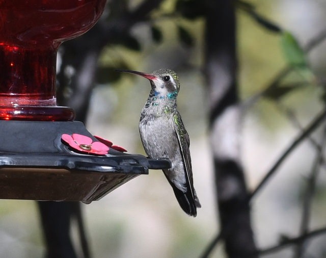 Broad-billed Hummingbird - ML39770991