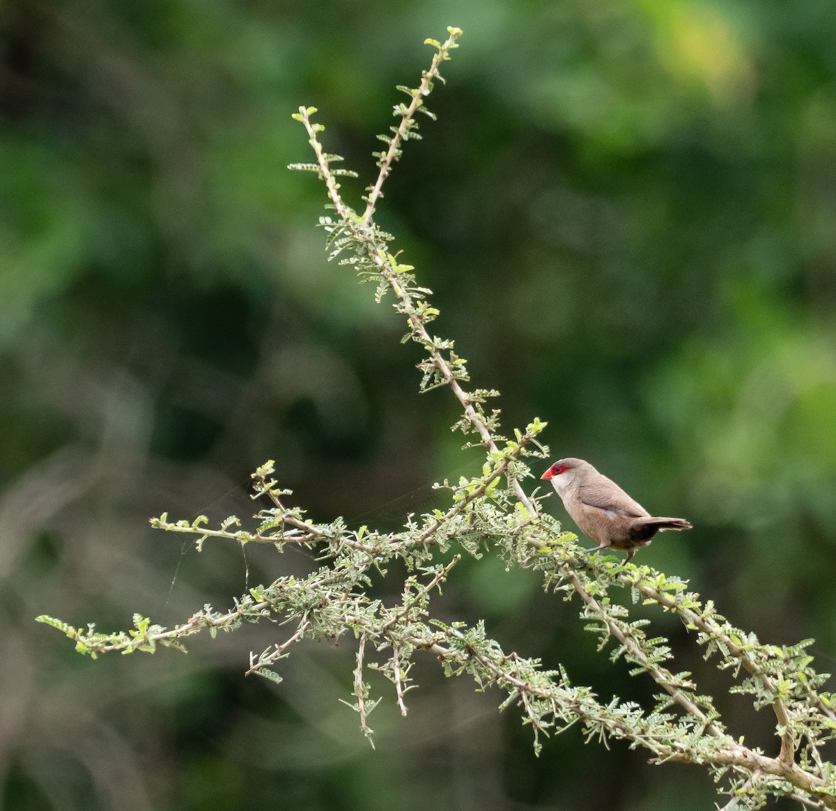 Common Waxbill - ML397710241