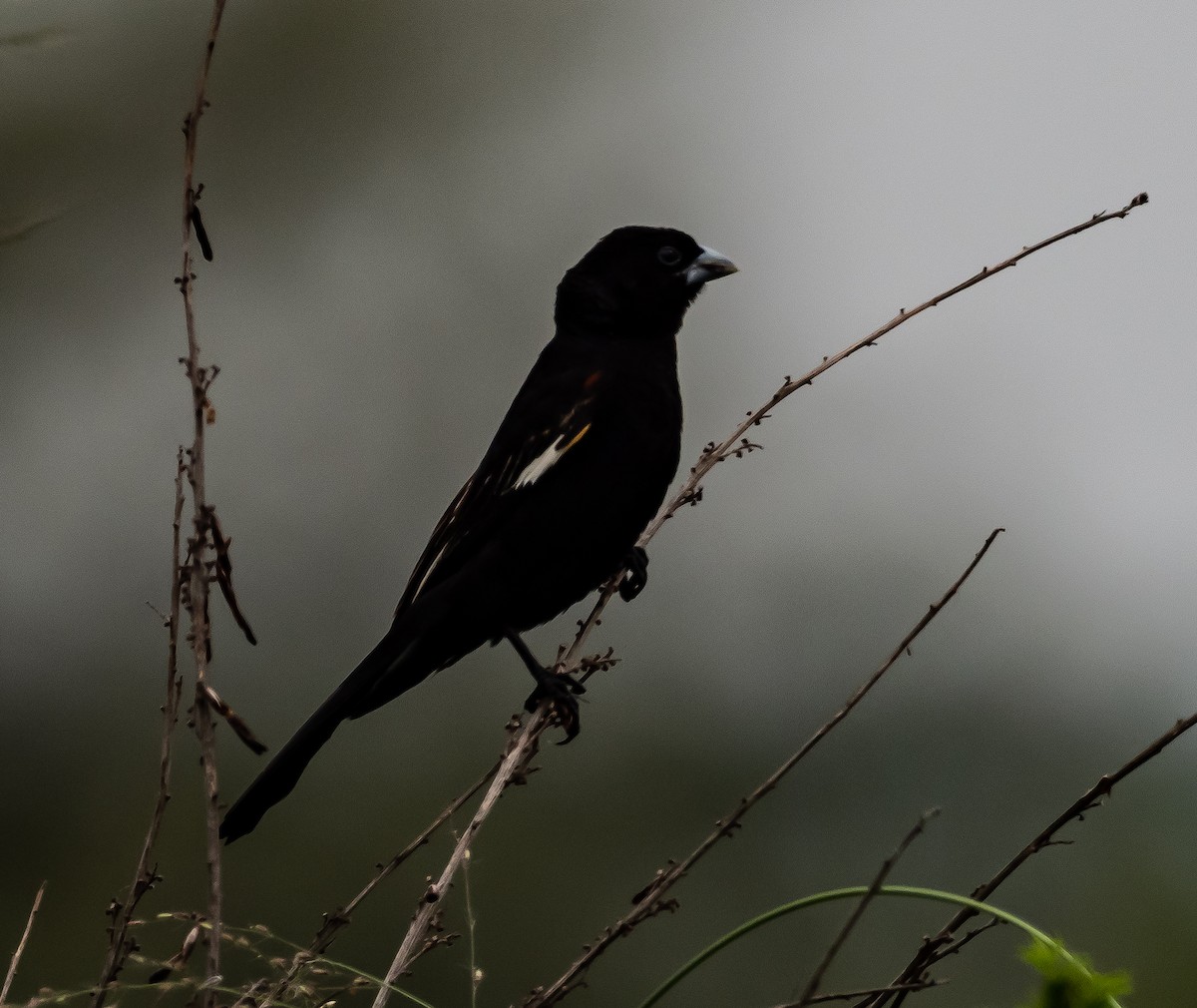 White-winged Widowbird - Luke Abbot