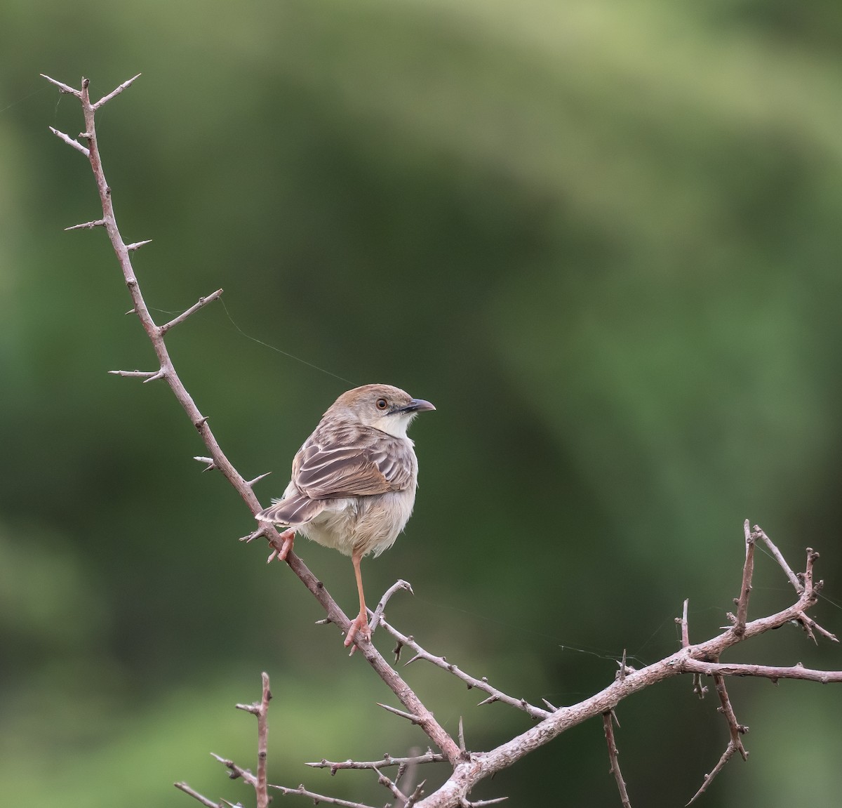 Croaking Cisticola - ML397710561
