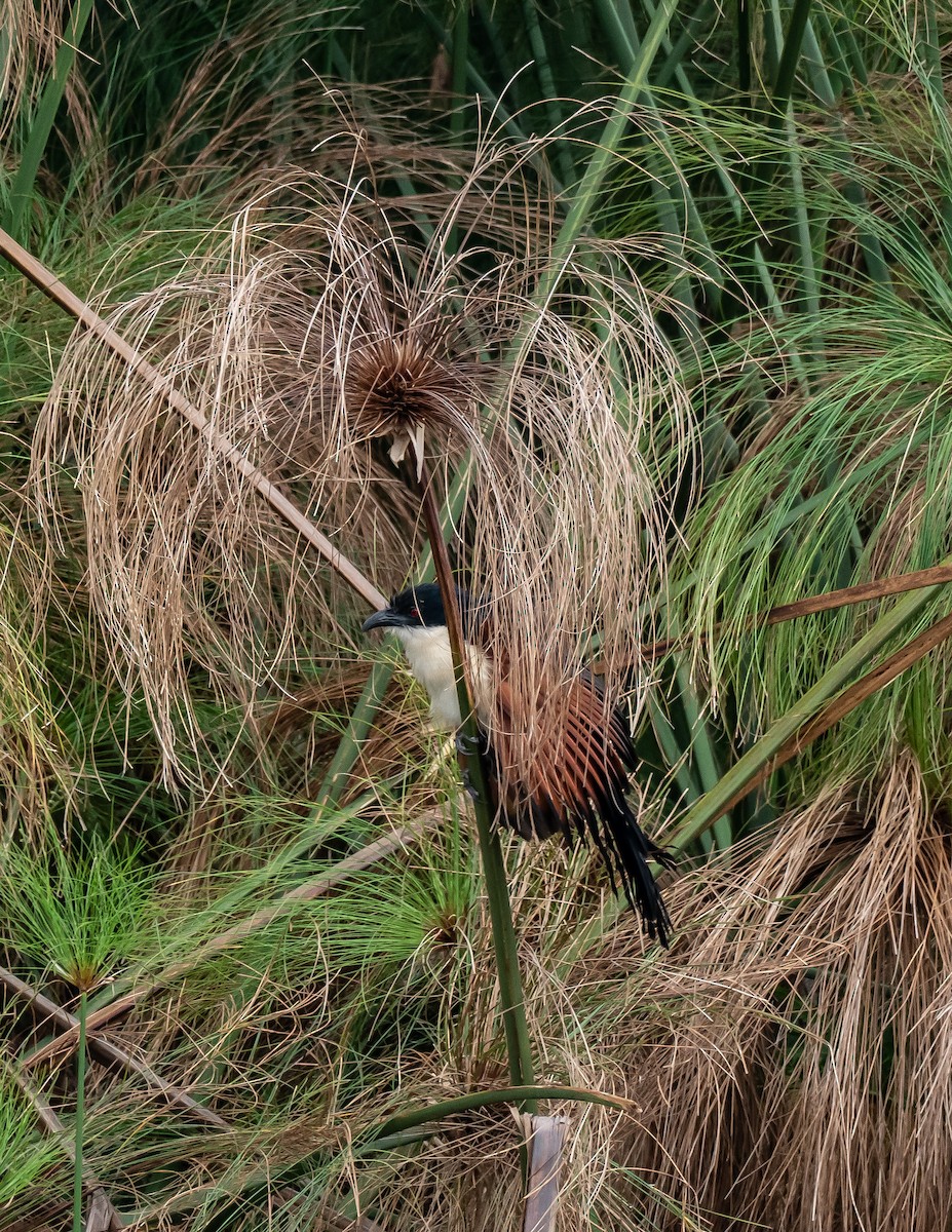 Blue-headed Coucal - ML397710591