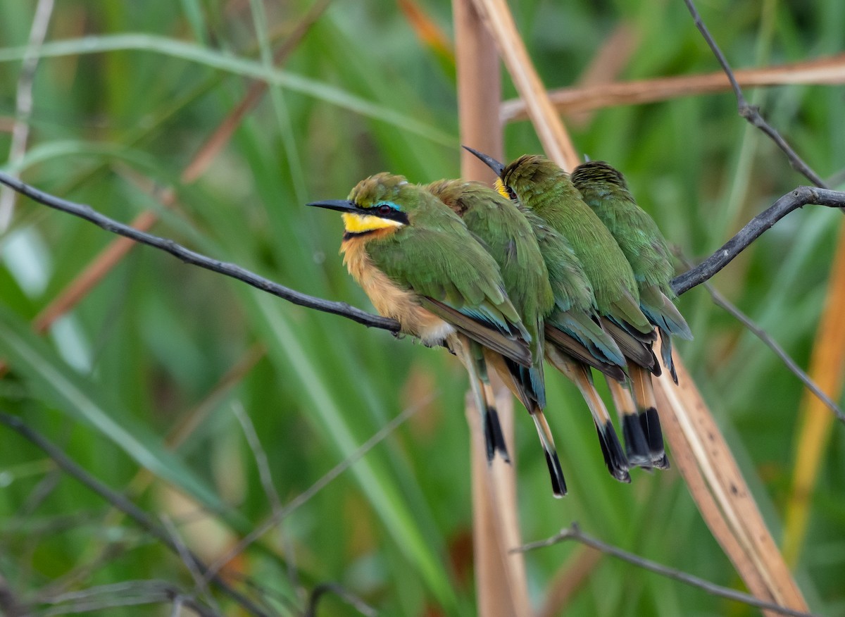 Little Bee-eater - Luke Abbot