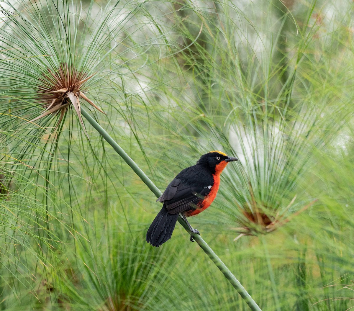 Papyrus Gonolek - Luke Abbot