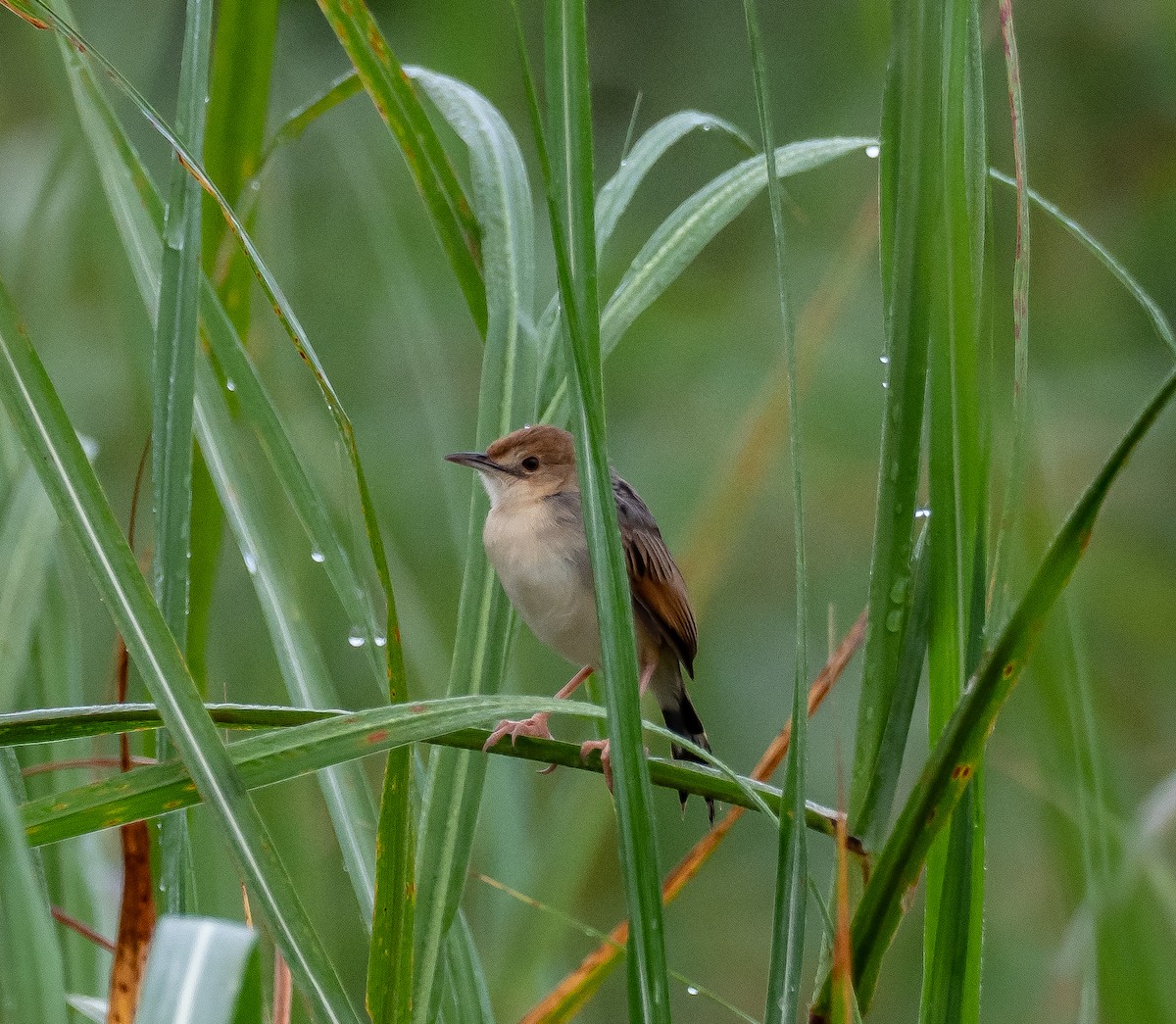 Winding Cisticola - ML397711381