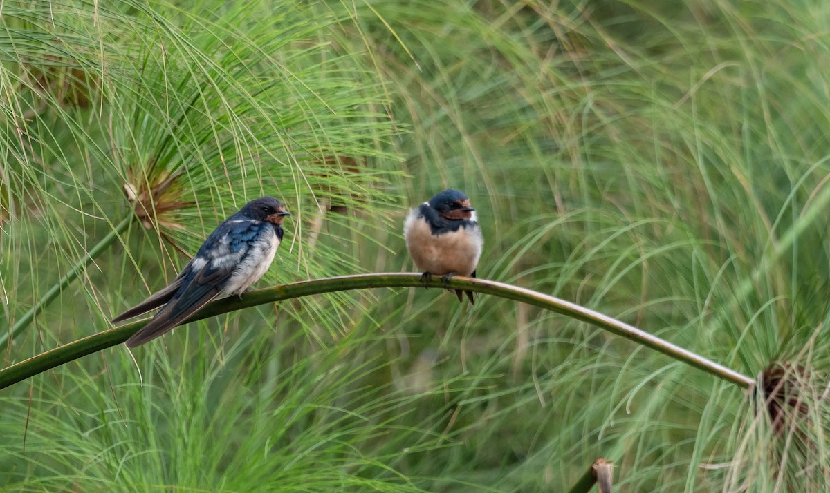 Barn Swallow - Luke Abbot