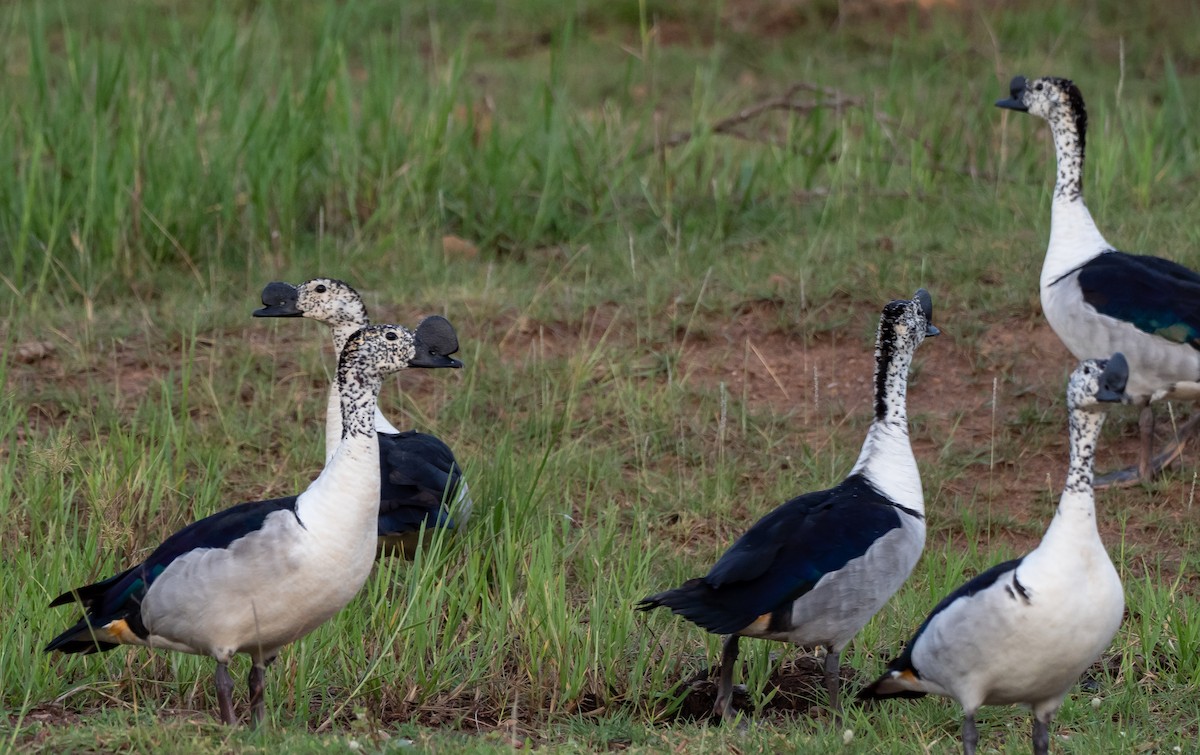 Knob-billed Duck - ML397711671