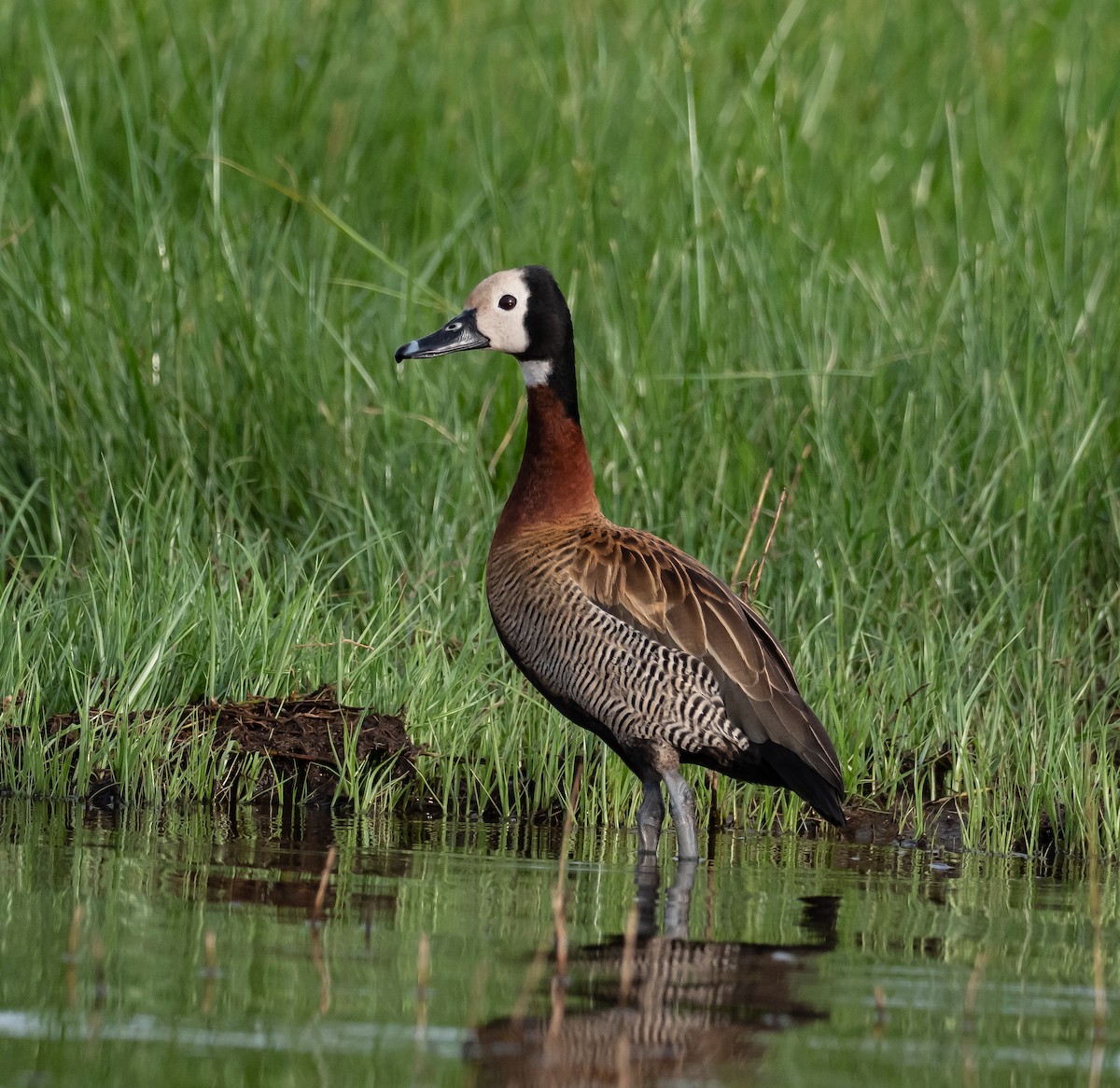 White-faced Whistling-Duck - ML397711681