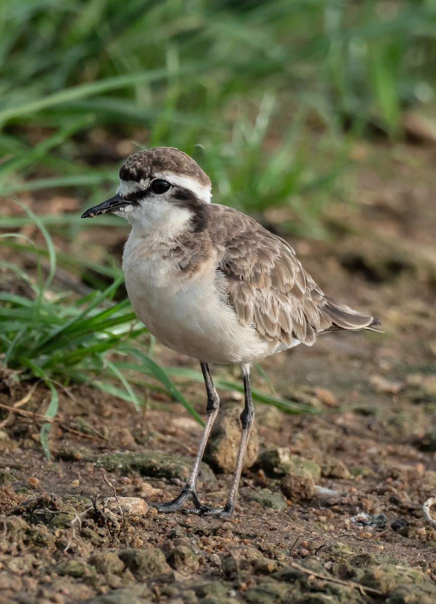 Kittlitz's Plover - ML397711701