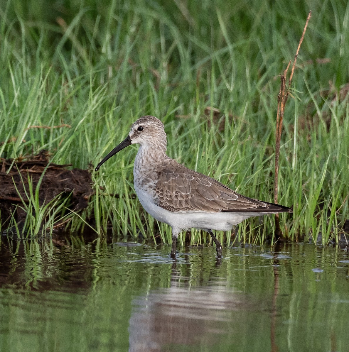 Curlew Sandpiper - ML397711851