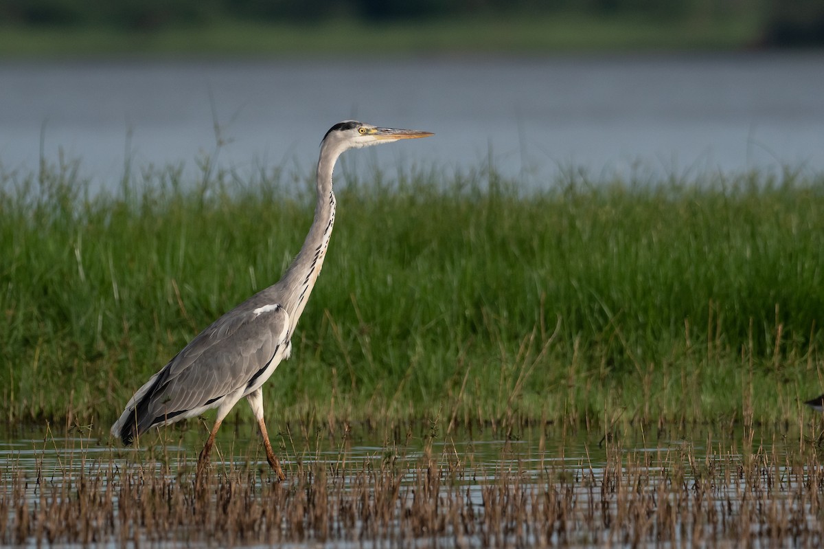 Gray Heron - ML397711911