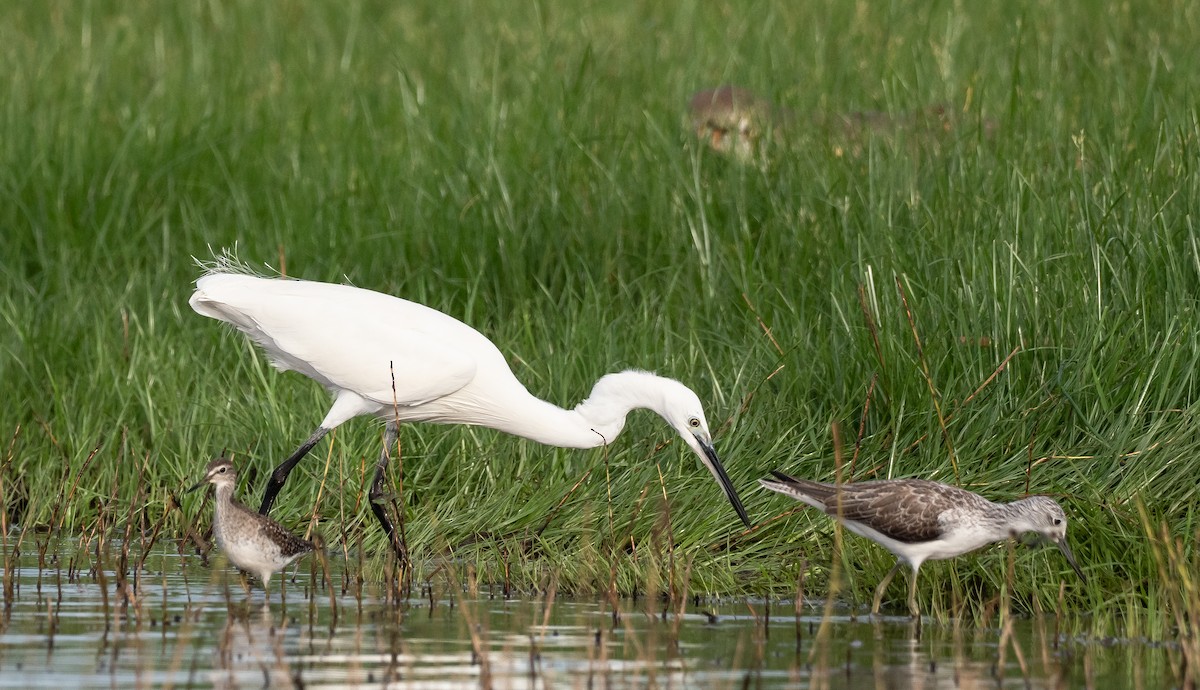 Little Egret (Western) - ML397711921
