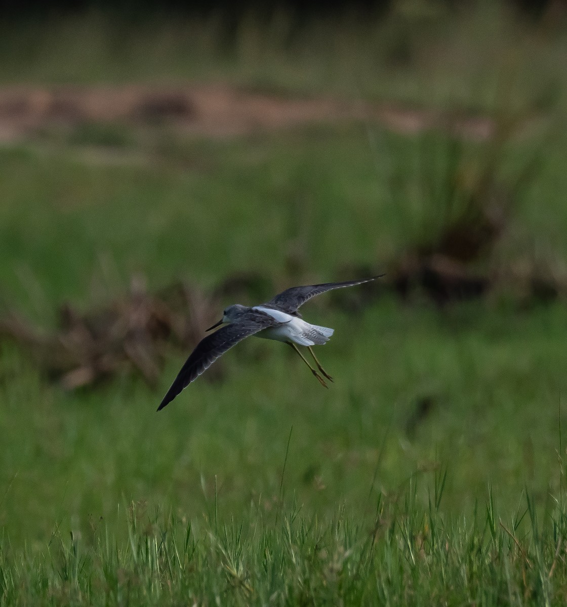 Common Greenshank - ML397711961
