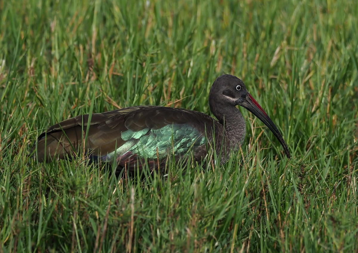Hadada Ibis - ML397712011