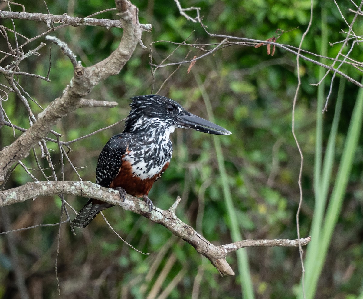 Giant Kingfisher - ML397712041
