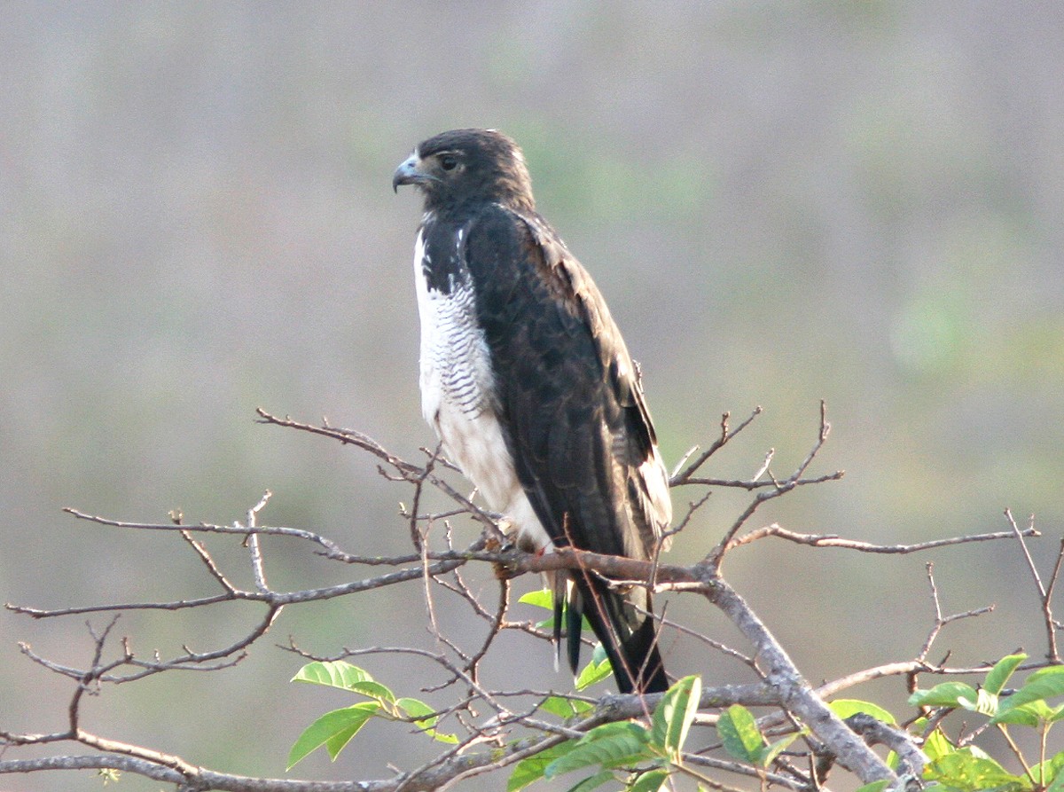 White-tailed Hawk - ML397712061