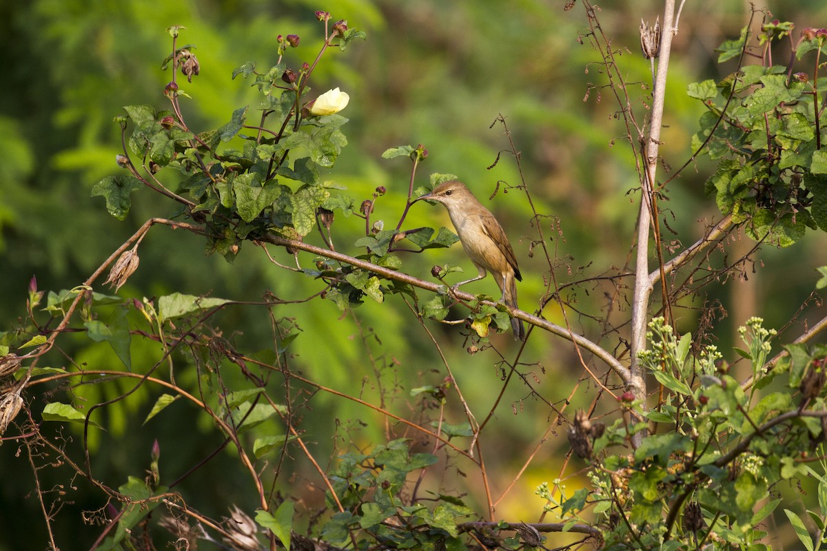 ML397712101 - Clamorous Reed Warbler - Macaulay Library