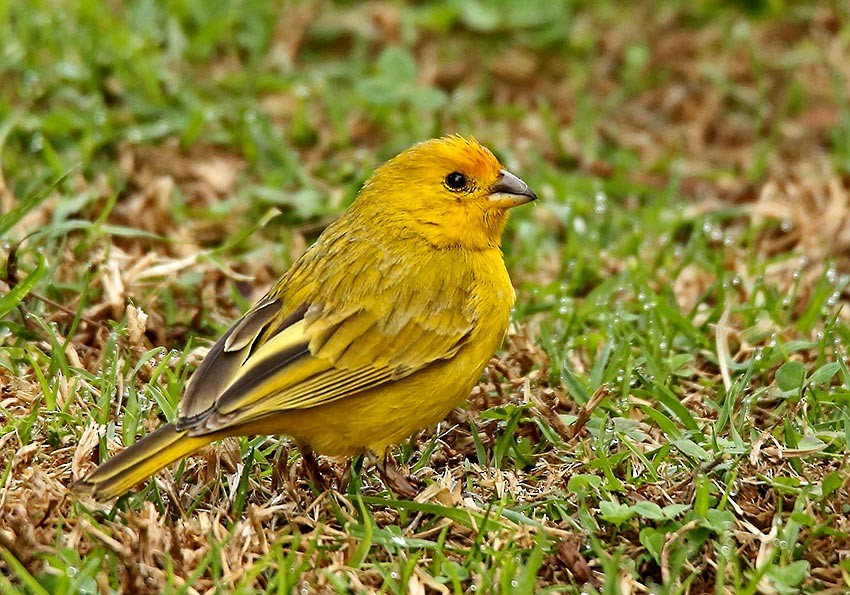 Saffron Finch - Roger Ahlman