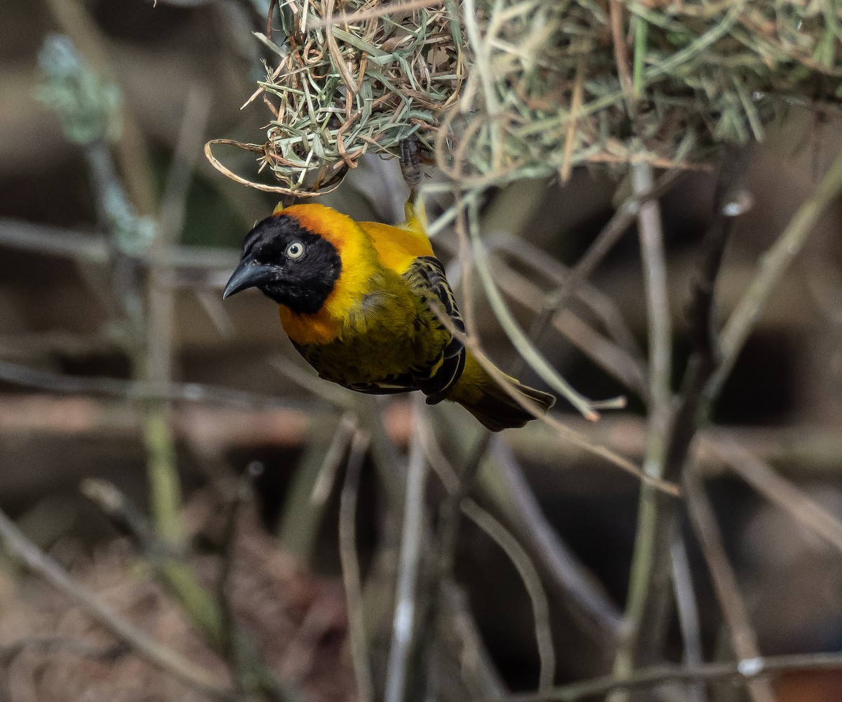 Lesser Masked-Weaver - Luke Abbot