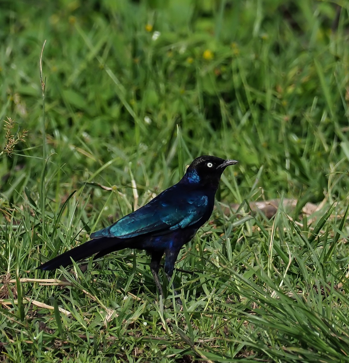 Rüppell's Starling - ML397712141