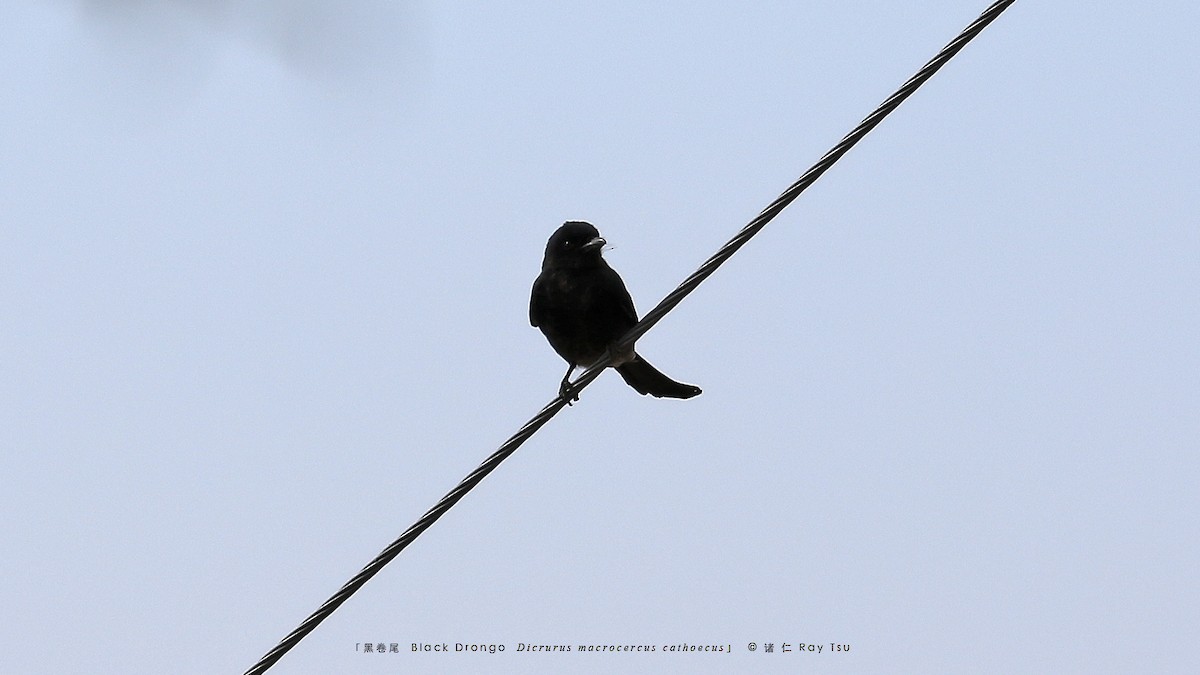 Black Drongo - ML397712891