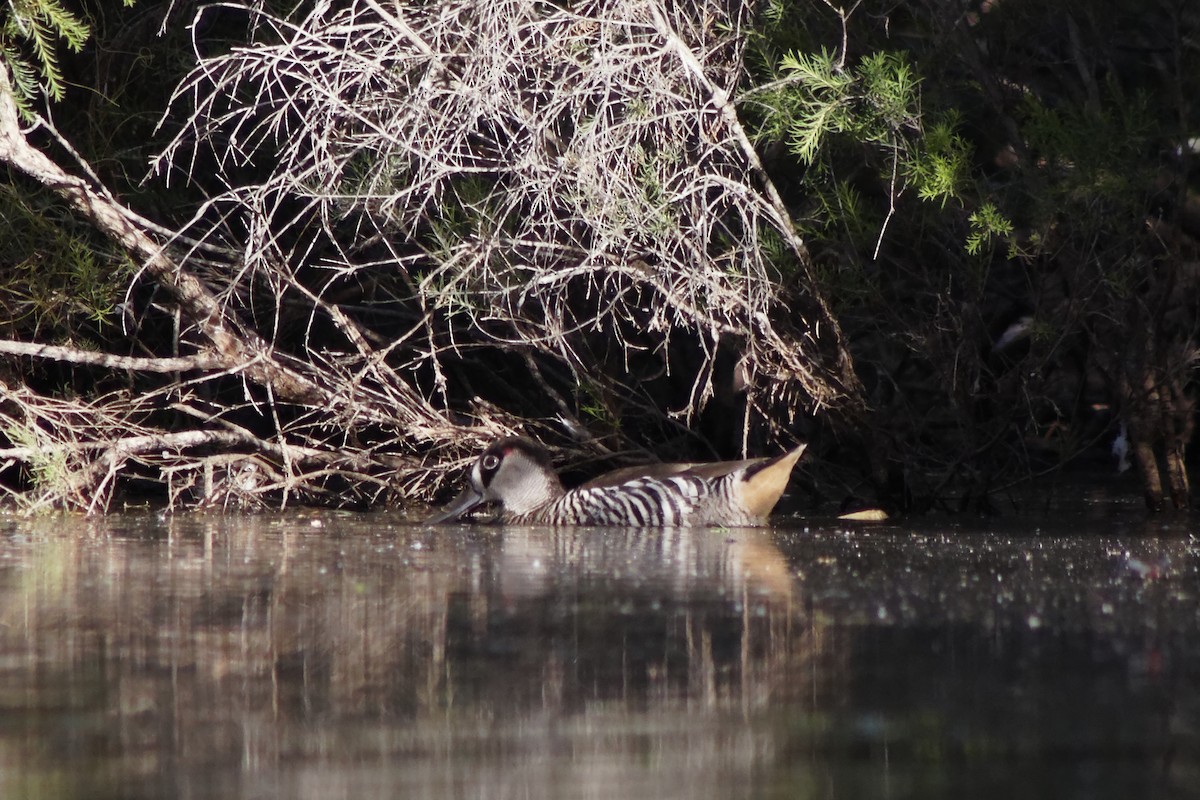 Pink-eared Duck - ML397712971