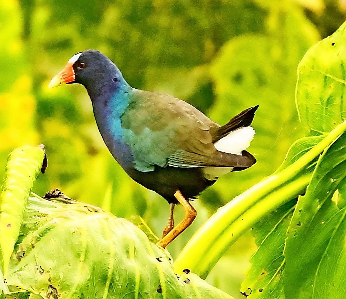 Purple Gallinule - ML397713491