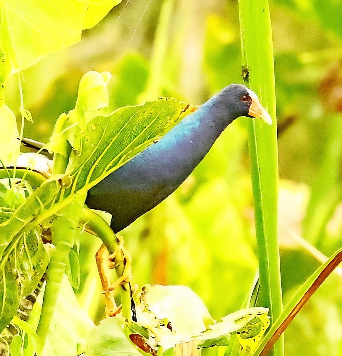 Purple Gallinule - ML397713501