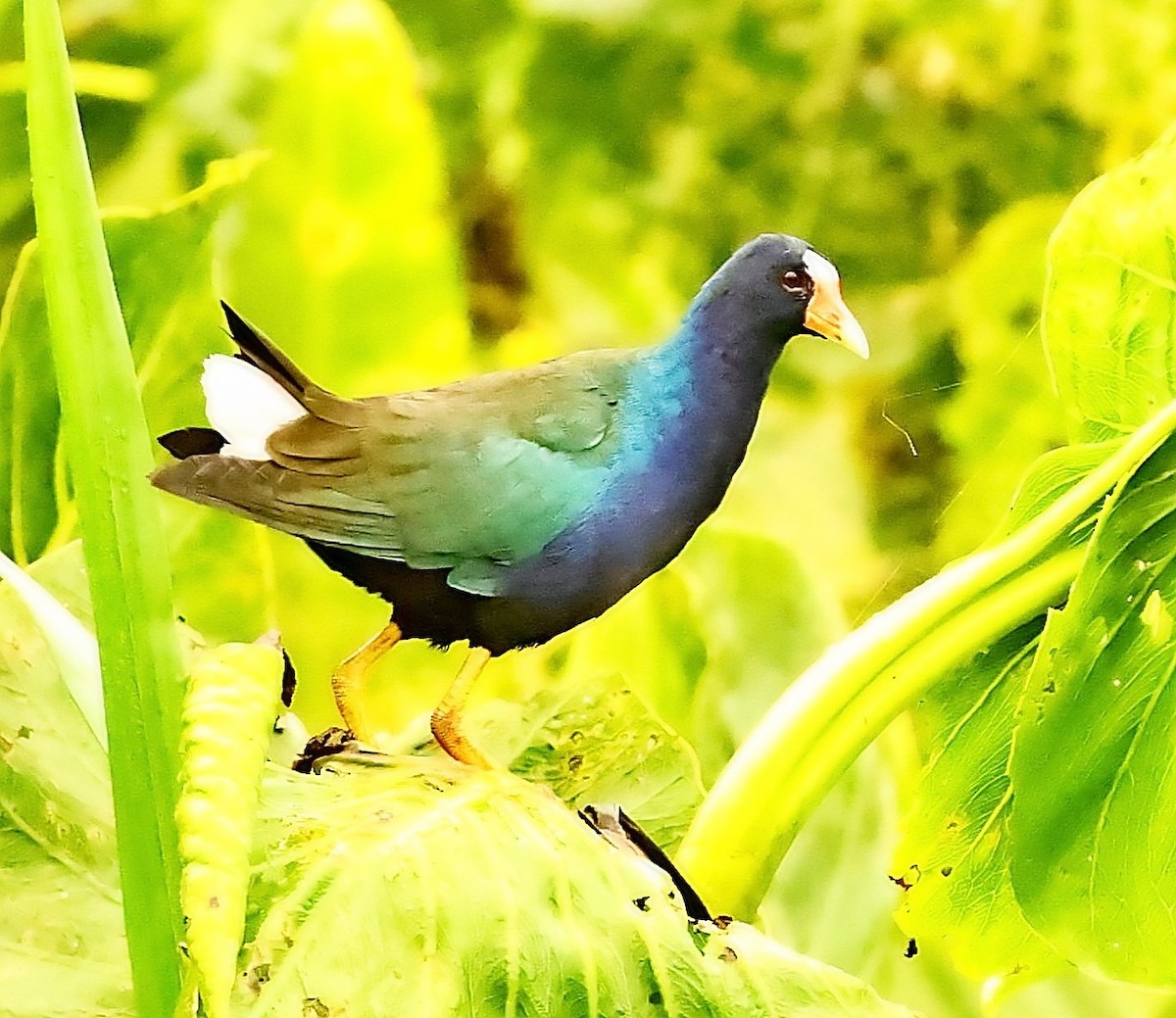 Purple Gallinule - ML397713521