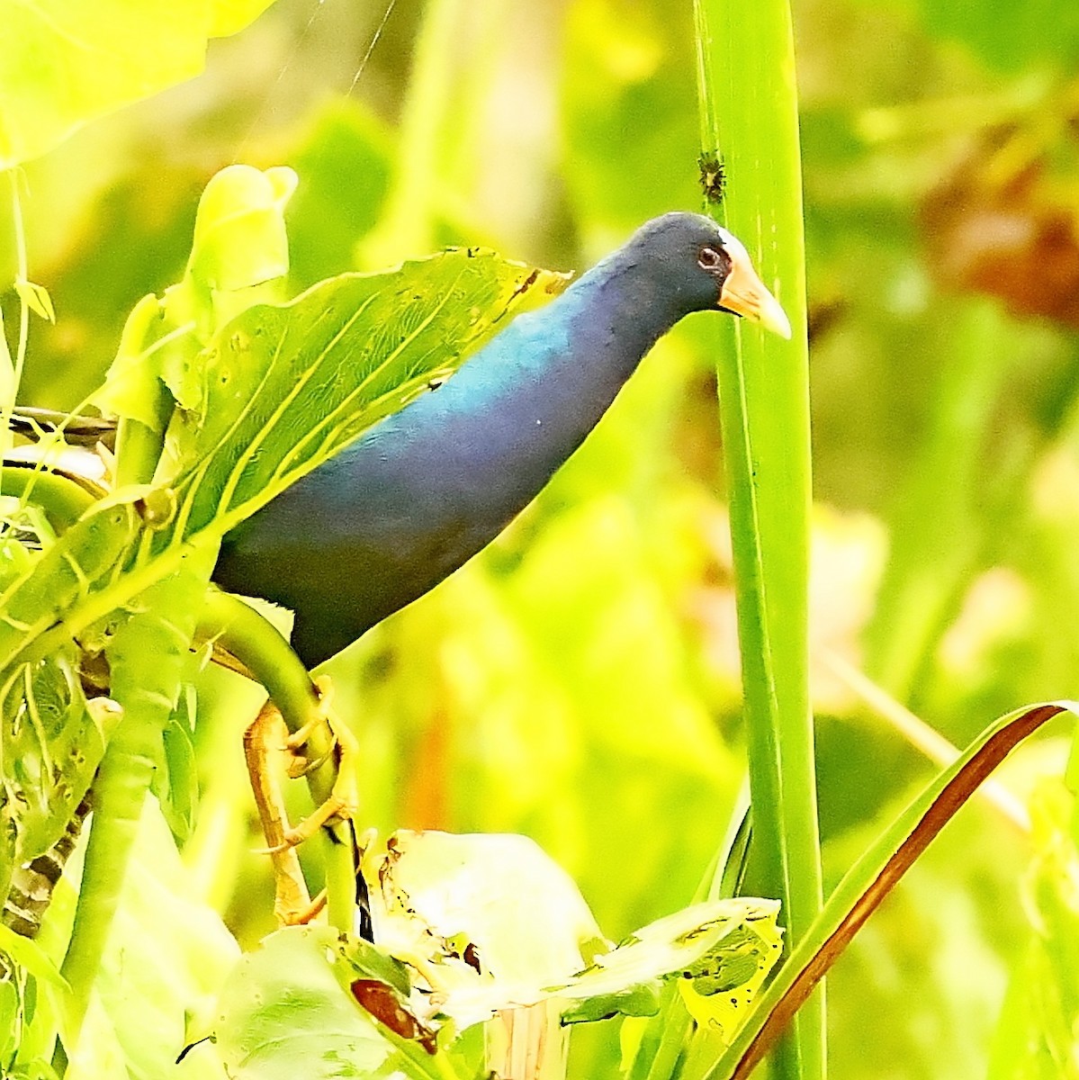 Purple Gallinule - ML397713531