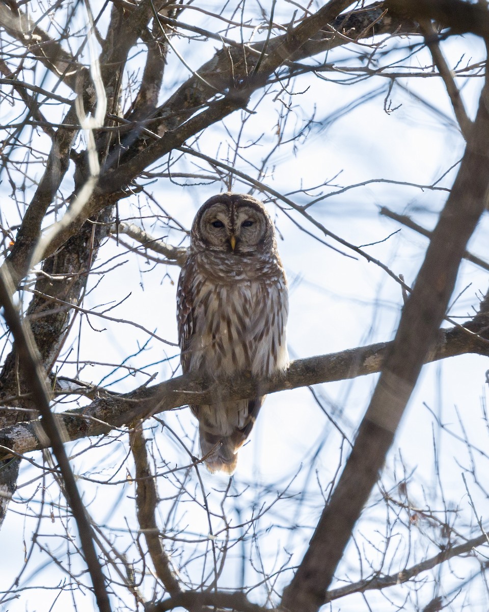 Barred Owl - ML397713571